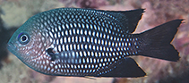 Image of Pomacentrus magniseptus (Blackfin damselfish)