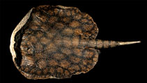 To FishBase images (<i>Potamotrygon marinae</i>, French Guiana, by Deynat, P.P.)