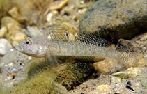To FishBase images (<i>Pomatoschistus marmoratus</i>, Croatia, by Pillon, R.)
