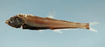 To FishBase images (<i>Pollichthys mauli</i>, by NOAA\NMFS\Mississippi Laboratory)