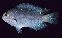 To FishBase images (<i>Pomacentrus melanochir</i>, Palau, by Randall, J.E.)