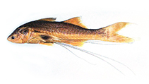 To FishBase images (<i>Polynemus melanochir dulcis</i>, Cambodia, by Motomura, H.)