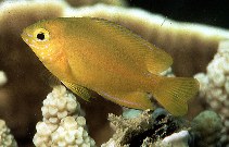 To FishBase images (<i>Pomacentrus moluccensis</i>, Thailand, by Randall, J.E.)