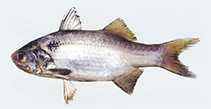 To FishBase images (<i>Polydactylus mullani</i>, India, by Motomura, H.)