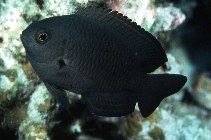 To FishBase images (<i>Pomacentrus nagasakiensis</i>, Japan, by Randall, J.E.)