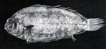 Image of Poecilopsetta natalensis (African righteye flounder)