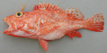 To FishBase images (<i>Pontinus nigerimum</i>, Mozambique, by Alvheim, O./Institute of Marine Research (IMR))