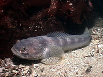 To FishBase images (<i>Porichthys notatus</i>, USA, by Bauder, C.)