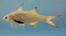 To FishBase images (<i>Polydactylus octonemus</i>, by NOAA\NMFS\Mississippi Laboratory)