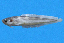To FishBase images (<i>Porichthys oculellus</i>, Panama, by Robertson, R.)