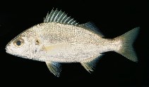 To FishBase images (<i>Pomadasys olivaceum</i>, South Africa, by Randall, J.E.)