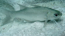 To FishBase images (<i>Polynemus oligodon</i>, Bahamas, by Johnson, L.)