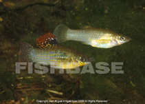 To FishBase images (<i>Poecilia orri</i>, Mexico, by Artigas Azas, J.M.)