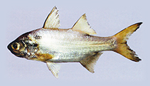To FishBase images (<i>Polydactylus persicus</i>, Kuwait, by Motomura, H.)