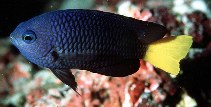 To FishBase images (<i>Pomacentrus philippinus</i>, Maldives, by Randall, J.E.)