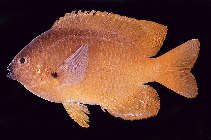 To FishBase images (<i>Pomacentrus pikei</i>, Mauritius, by Randall, J.E.)