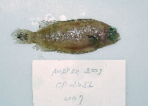 To FishBase images (<i>Poecilopsetta plinthus</i>, Philippines, by Reyes, R.B.)