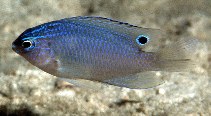 To FishBase images (<i>Pomacentrus polyspinus</i>, Thailand, by Randall, J.E.)