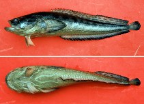 To FishBase images (<i>Porichthys porosissimus</i>, Brazil, by Carvalho Filho, A.)