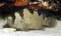 To FishBase images (<i>Pogonoperca punctata</i>, Indonesia, by Patzner, R.)