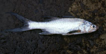 To FishBase images (<i>Polydactylus quadrifilis</i>, Nigeria, by Klimpel, S.)