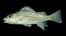 To FishBase images (<i>Pomadasys ramosus</i>, Brazil, by Macieira, R.M.)
