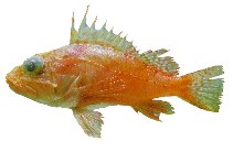 Image of Pontinus rathbuni (Highfin scorpionfish)