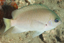To FishBase images (<i>Pomacentrus reidi</i>, Indonesia, by Malaer, P.)