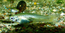 To FishBase images (<i>Poecilia reticulata</i>, by Slaboch, R.)