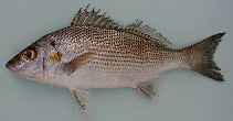 To FishBase images (<i>Pomadasys jubelini</i>, Cape Verde, by Freitas, R.)