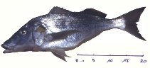 To FishBase images (<i>Pomadasys rogerii</i>, Mauritania, by Clua, E.)