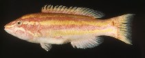 To FishBase images (<i>Polylepion russelli</i>, Hawaii, by Randall, J.E.)