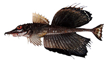 To FishBase images (<i>Podothecus sachi</i>, Japan, by Shiina, M.)