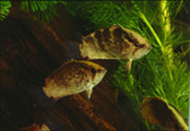 To FishBase images (<i>Polycentrus schomburgkii</i>, by Hippocampus-Bildarchiv)