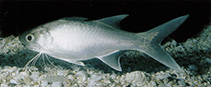 Image of Polydactylus sexfilis (Sixfinger threadfin)