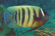 To FishBase images (<i>Pomacanthus sexstriatus</i>, Papua New Guinea, by Allen, G.R.)