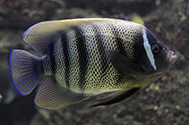 Image of Pomacanthus sexstriatus (Sixbar angelfish)