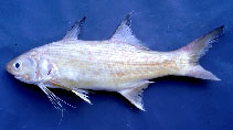 To FishBase images (<i>Polydactylus siamensis</i>, Thailand, by WWF / Vidthayanon, C.)