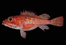 To FishBase images (<i>Pontinus sierra</i>, Panama, by Robertson, R.)