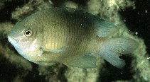 To FishBase images (<i>Pomacentrus simsiang</i>, Palau, by Randall, J.E.)