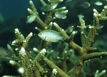 To FishBase images (<i>Pomacentrus smithi</i>, Philippines, by Cook, D.C.)