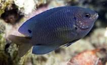 To FishBase images (<i>Pomacentrus spilotoceps</i>, Fiji, by Randall, J.E.)