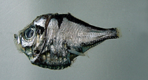 To FishBase images (<i>Polyipnus spinifer</i>, by National Museum of Marine Science and Technology, Taiwan)