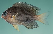 To FishBase images (<i>Pomacentrus bipunctatus</i>, Marshall Is., by Randall, J.E.)