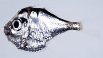 To FishBase images (<i>Polyipnus stereope</i>, Japan, by Senou, H.)