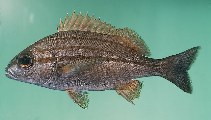 To FishBase images (<i>Pomadasys striatus</i>, South Africa, by Randall, J.E.)