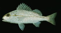 To FishBase images (<i>Pomadasys stridens</i>, by Randall, J.E.)