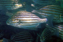 To FishBase images (<i>Pomadasys taeniatus</i>, Oman, by Field, R.)