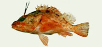 To FishBase images (<i>Pontinus tentacularis</i>, Chinese Taipei, by The Fish Database of Taiwan)