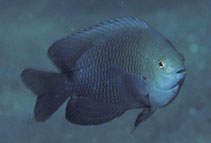 To FishBase images (<i>Pomacentrus tripunctatus</i>, Indonesia, by Randall, J.E.)
